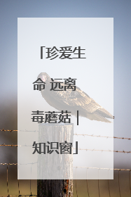 珍爱生命 远离毒蘑菇｜知识窗