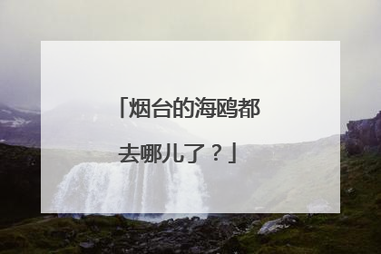 烟台的海鸥都去哪儿了？