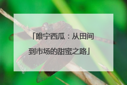 睢宁西瓜：从田间到市场的甜蜜之路