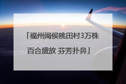福州闽侯桃田村3万株百合盛放 芬芳扑鼻