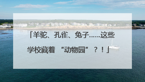 羊驼、孔雀、兔子……这些学校藏着 “动物园”？！