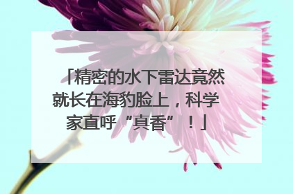 精密的水下雷达竟然就长在海豹脸上，科学家直呼“真香”！