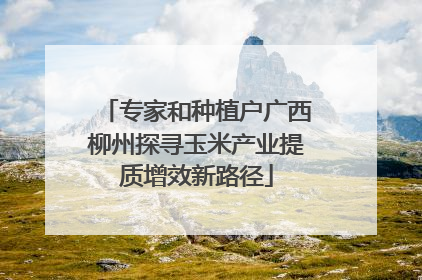专家和种植户广西柳州探寻玉米产业提质增效新路径