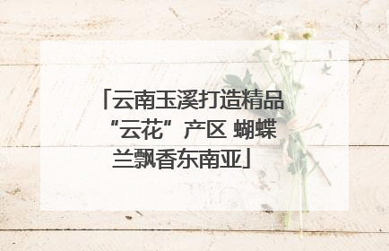 云南玉溪打造精品“云花”产区 蝴蝶兰飘香东南亚