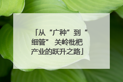 从“广种”到“细管” 关岭枇杷产业的跃升之路