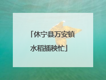 休宁县万安镇水稻插秧忙