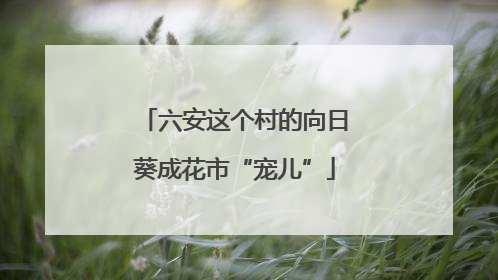 六安这个村的向日葵成花市“宠儿”