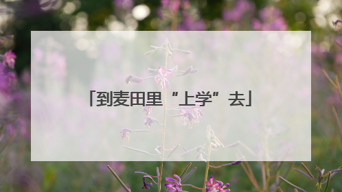 到麦田里“上学”去