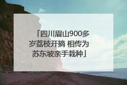 四川眉山900多岁荔枝开摘 相传为苏东坡亲手栽种