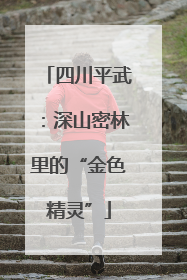 四川平武：深山密林里的“金色精灵”