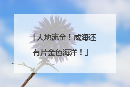 大地流金！威海还有片金色海洋！