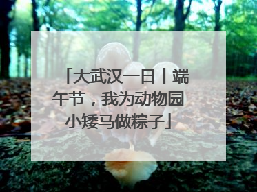 大武汉一日丨端午节，我为动物园小矮马做粽子