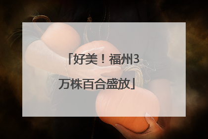 好美！福州3万株百合盛放