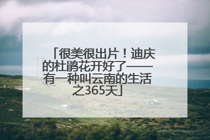 很美很出片！迪庆的杜鹃花开好了——有一种叫云南的生活之365天