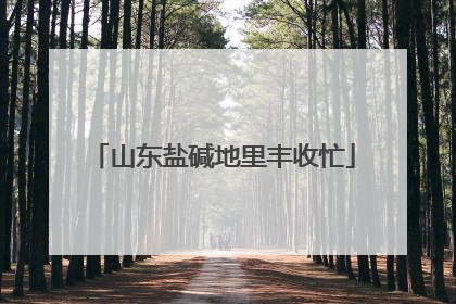 山东盐碱地里丰收忙