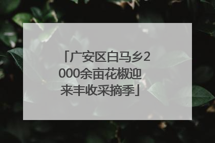 广安区白马乡2000余亩花椒迎来丰收采摘季