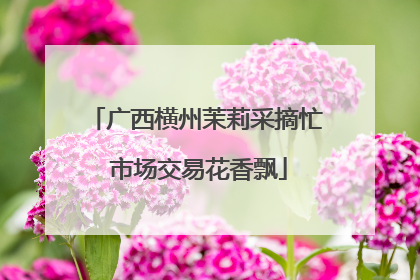 广西横州茉莉采摘忙 市场交易花香飘