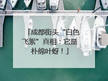 成都街头“白色飞絮”真相：它是朴绵叶蚜！