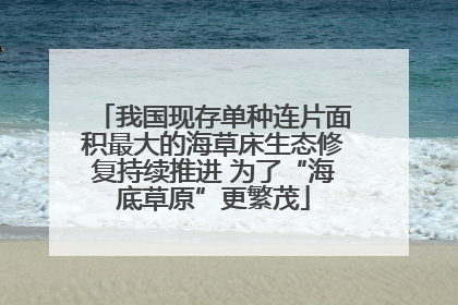 我国现存单种连片面积最大的海草床生态修复持续推进 为了“海底草原”更繁茂