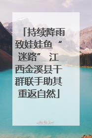 持续降雨致娃娃鱼“迷路” 江西金溪县干群联手助其重返自然