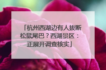 杭州西湖边有人拔断松鼠尾巴？西湖景区：正展开调查核实
