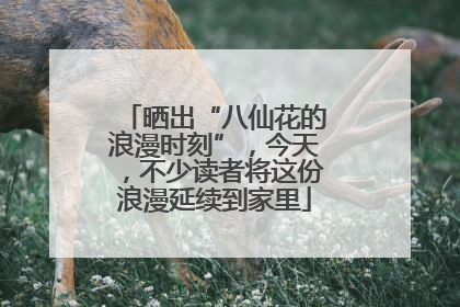 晒出“八仙花的浪漫时刻”，今天，不少读者将这份浪漫延续到家里