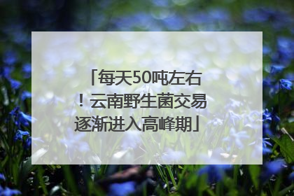 每天50吨左右！云南野生菌交易逐渐进入高峰期