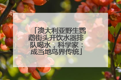 澳大利亚野生鹦鹉街头开饮水器排队喝水，科学家：成当地鸟界传统
