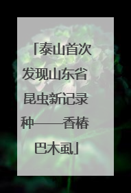 泰山首次发现山东省昆虫新记录种——香椿巴木虱
