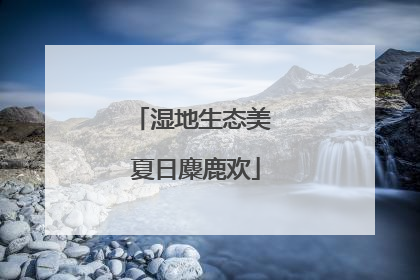 湿地生态美 夏日麋鹿欢