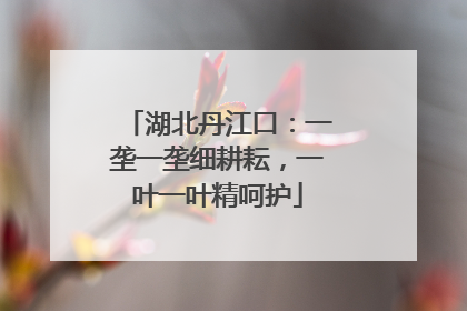湖北丹江口：一垄一垄细耕耘，一叶一叶精呵护