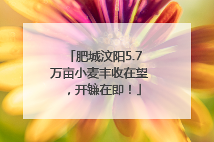 肥城汶阳5.7万亩小麦丰收在望，开镰在即！