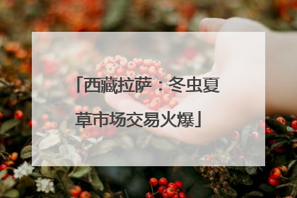西藏拉萨：冬虫夏草市场交易火爆