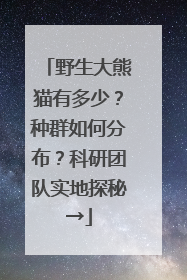 野生大熊猫有多少？种群如何分布？科研团队实地探秘→
