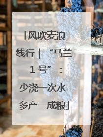 风吹麦浪一线行｜“马兰 1 号”：少浇一次水 多产一成粮