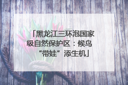 黑龙江三环泡国家级自然保护区：候鸟“带娃”添生机