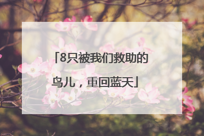 8只被我们救助的鸟儿，重回蓝天